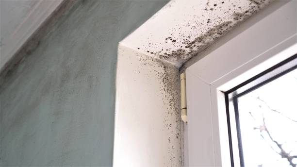 Best Attic Mold Removal  in Cedar Mill, OR