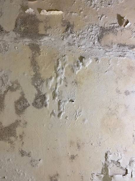 Best Home Mold Removal  in Cedar Mill, OR