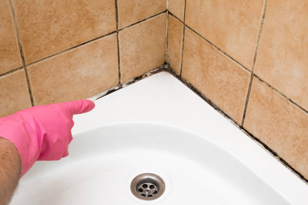 Attic Mold Removal in Cedar Mill, OR